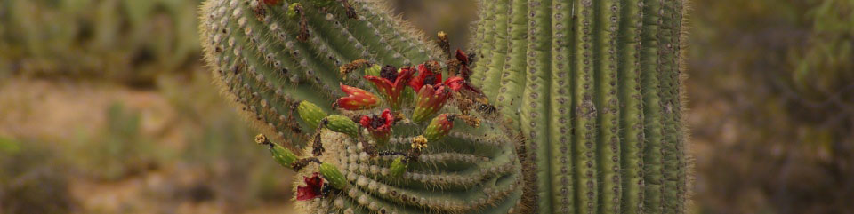 Park Photo