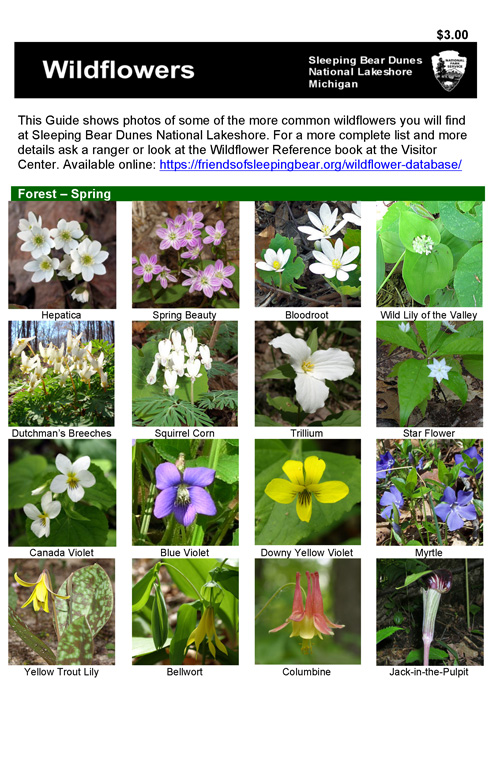 brochure cover