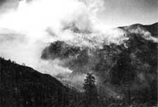 forest fire