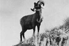 bighorn