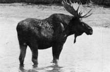moose