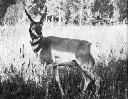 pronghorn (antelope)