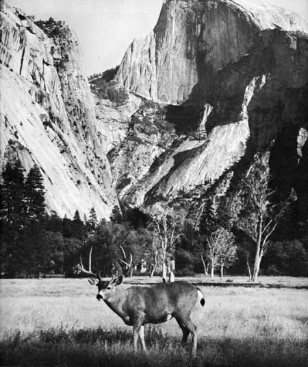 deer