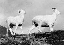 sheep