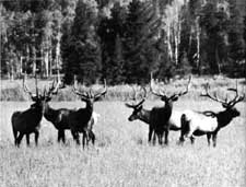 elk