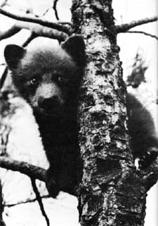 bear