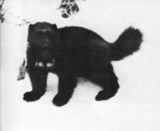 wolverine