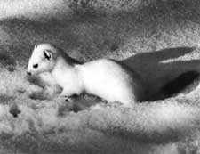weasel