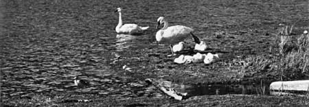 swans