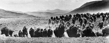 bison (buffalo)