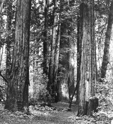 Muir Woods NM