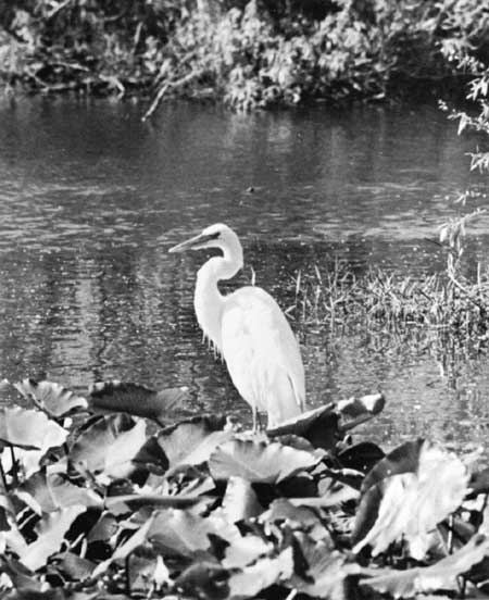 Everglades NP