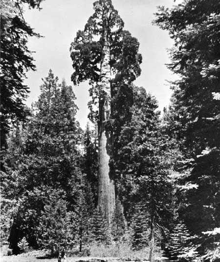 Kings Canyon NP