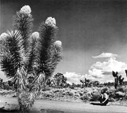 Lake Mead NRA