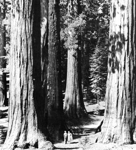 Yosemite NP
