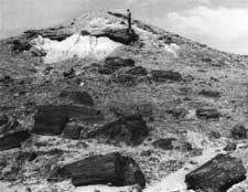 Petrified Forest NM