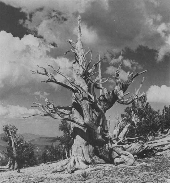 bristlecone pine tree