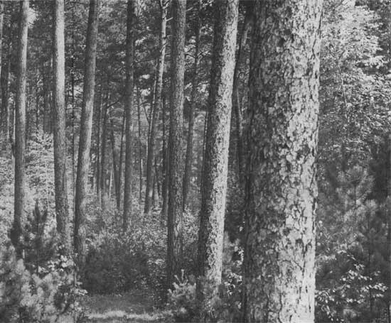 trees