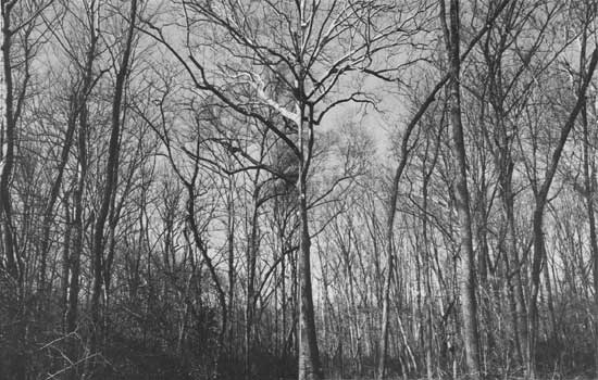 trees