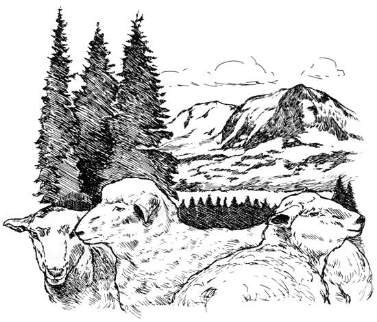 sketch