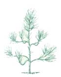 sapling