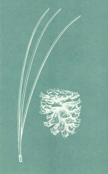 pine needle/cone