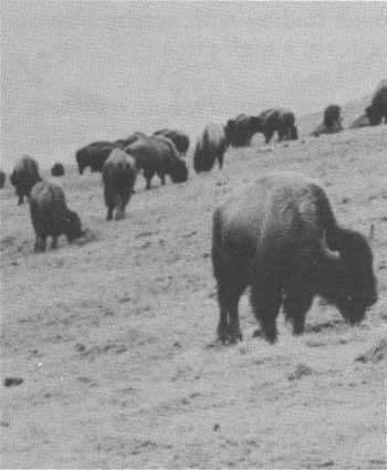 bison