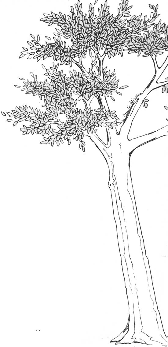 sketch of tree