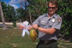 Flat Stanley with a coconut