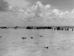 Highlight for Album: Wading Ashore