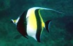 Highlight for Album: Zanclidae- Moorish idol