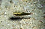 Highlight for Album: Apogonidae- cardinalfishes