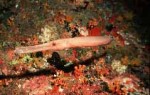Highlight for Album: Aulostomidae- Trumpetfishes