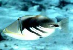 Highlight for Album: Balistidae- Triggerfishes