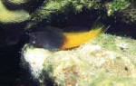 Highlight for Album: Blenniidae- Combtoothed blennies