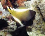 Highlight for Album: Chaetodontidae- Butterfly fishes