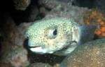 Highlight for Album: Diodontidae- Porcupinefishes

