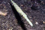 Highlight for Album: Fistulariidae- Cornetfishes

