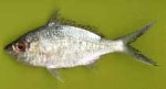 Highlight for Album: Gerreidae- Mojarras

