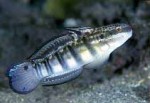 Highlight for Album: Gobiidae- Gobies

