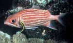 Highlight for Album: Holocentridae- Squirrelfishes and soldierfishes