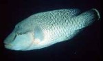 Highlight for Album: Labridae- Wrasses

