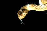 Highlight for Album: Herpetofauna- Amphibians and Reptiles

