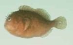 Highlight for Album: Caracanthidae- Orbicular velvetfishes