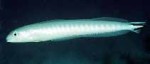 Highlight for Album: Malacanthidae- Tilefishes