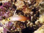 Highlight for Album: Microdesmidae- wormfishes