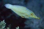 Highlight for Album: Monacanthidae-Filefish