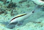 Highlight for Album: Mullidae- Goatfishes