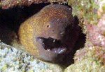 Highlight for Album: Muraenidae- Moray eels

