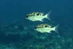 Highlight for Album: Nemipteridae- Threadfin breams